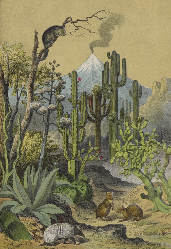 Dyr og planter i Mexico (farge litho) av European School