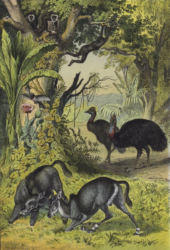 Dyr og planter i Sør-Asia (farge litho) av European School
