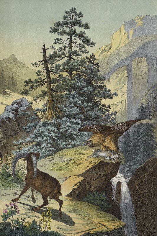Dyr og planter i Alpene (farge litho) av European School