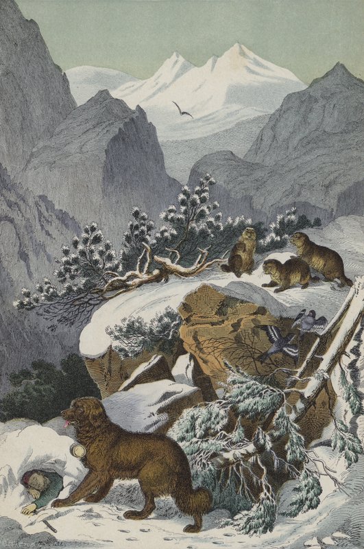 Dyr og planter i Alpene (farge litho) av European School