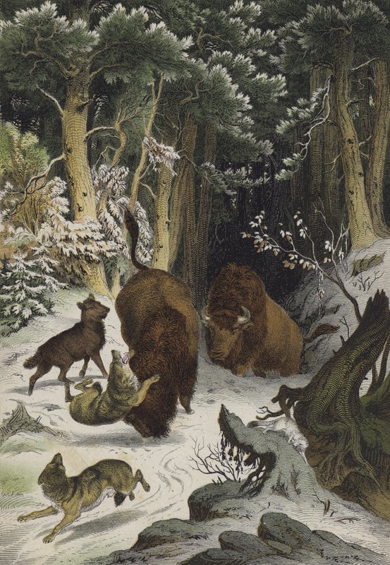 Dyr og planter i Bialowicz-skogen, Litauen (farge litho) av European School