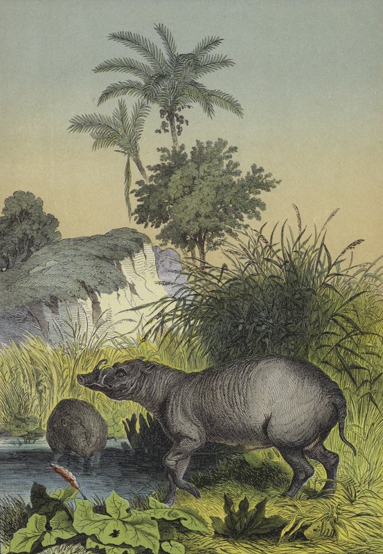 Dyr og planter på øyene i Sør-Asia (farge litho) av European School