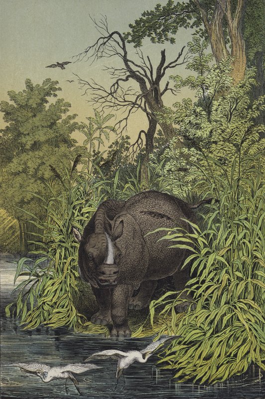 Dyr og planter i myrområdene i India (farge litho) av European School