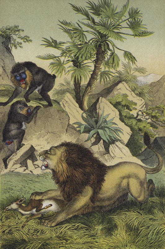 Dyr og planter i fjellskogene i kystnære Vest-Afrika (farge litho) av European School