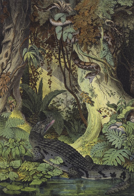 Dyr fra Amazonas jungel i Brasil (farge litho) av European School