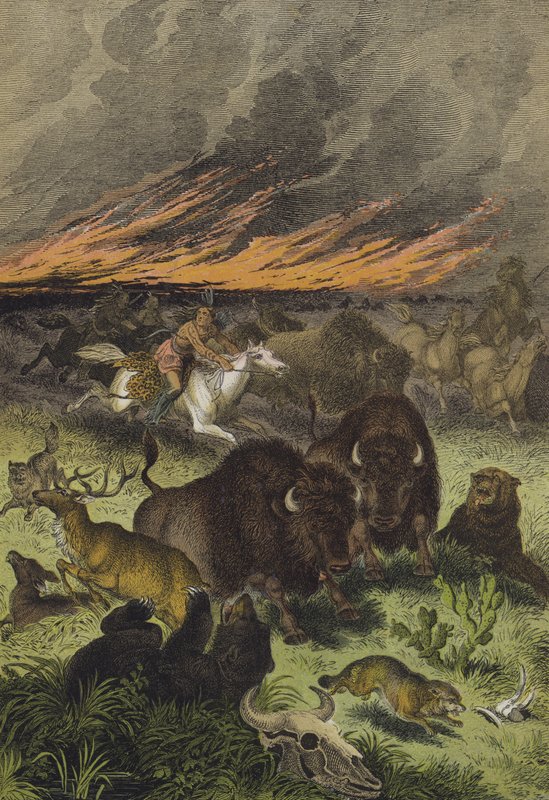 Dyr fra de nordamerikanske præriene (farge litho) av European School