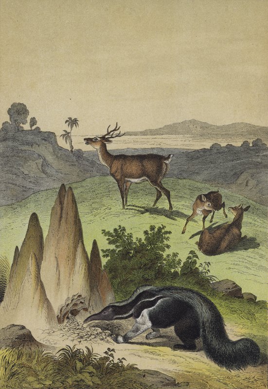 Dyr fra den søramerikanske Pampas (farge litho) av European School