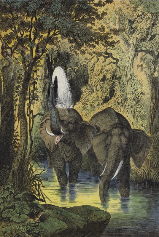 Dyr i de myrlendte skogene i Sudan (farge litho) av European School