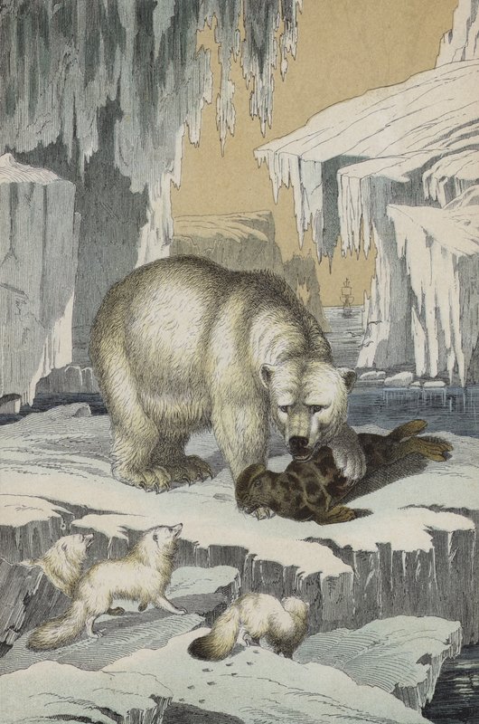Dyr i regionen på Nordpolen (farge litho) av European School