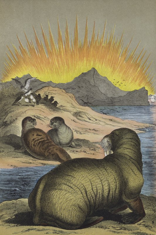 Dyr i regionen på Nordpolen (farge litho) av European School