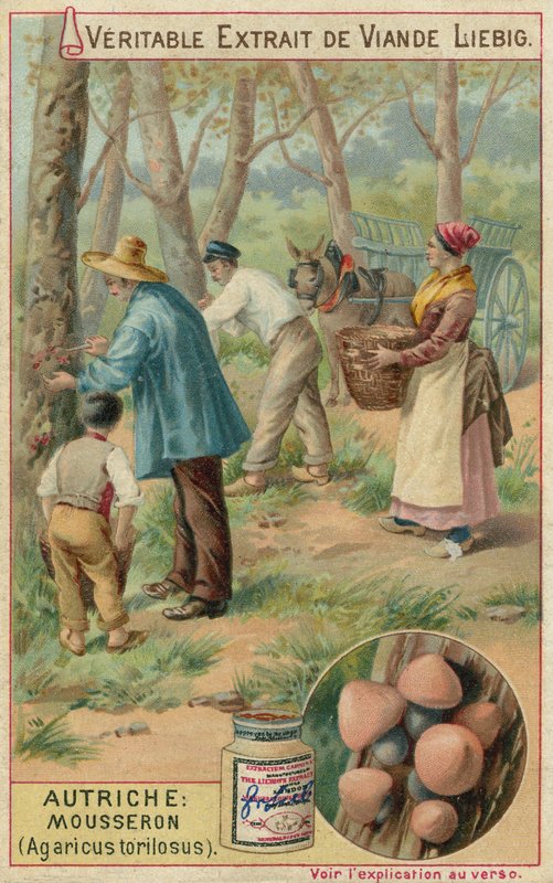 Østerrike: mousseron (Agaricus torilosus) av European School
