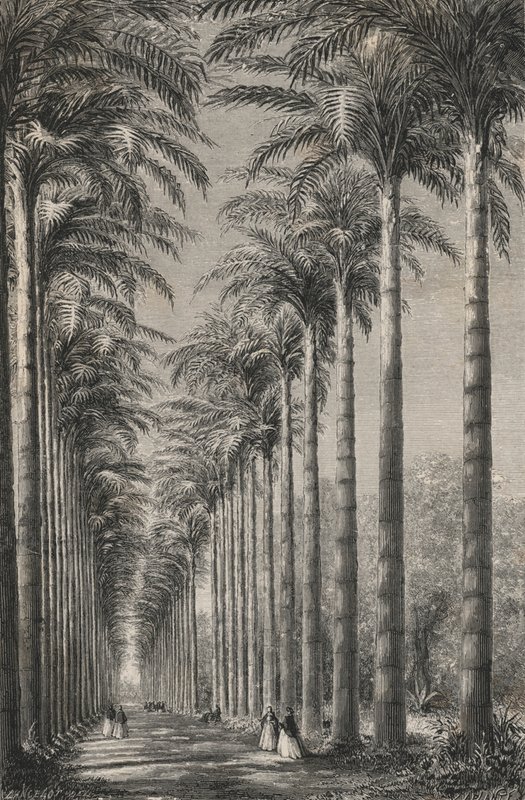 Aveny med palmer i den botaniske hagen i Rio-De-Janeiro (gravering) av European School