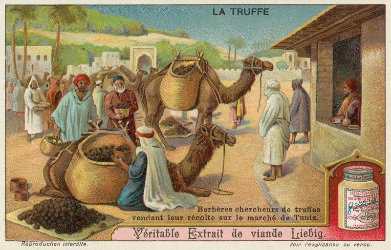 Berberne inspiserer trøflene som er til salgs på markedet i Tunis av European School