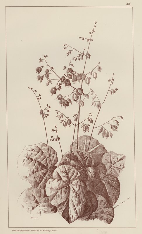 Bigonia (medlemmer) av European School