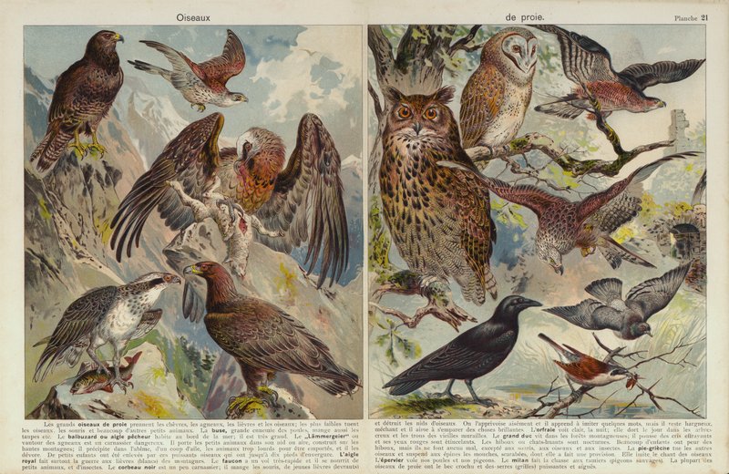 Rovfugler (chromolitho) av European School