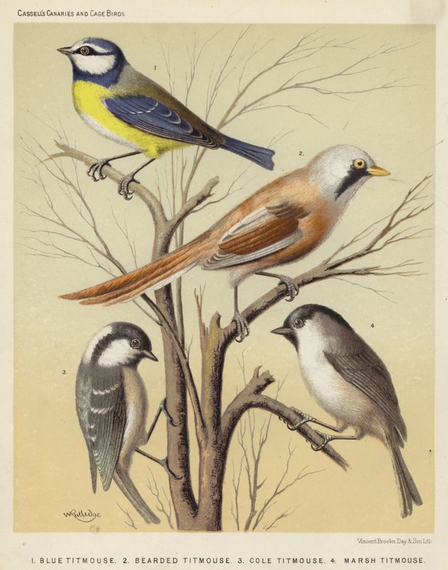 Blåmeis, skjeggmeis, cole-meis, myrmeis (farge litho) av European School