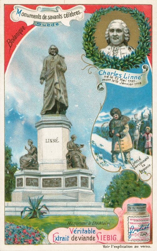 Carl von Linné, Liebig-kort, tidlig på 1900-tallet (kromo) av European School