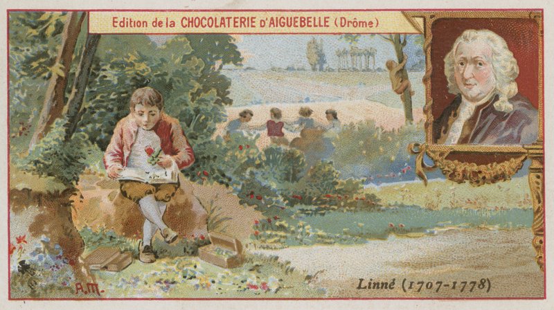 Carl Linnaeus, svensk botaniker og zoolog av European School
