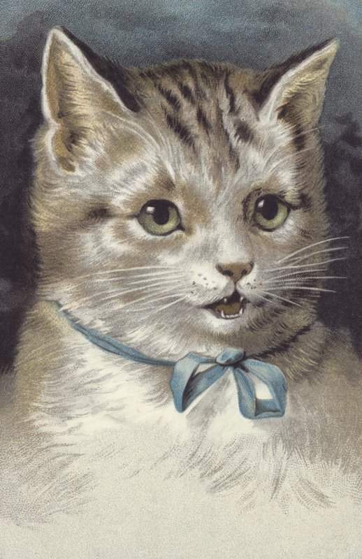 Katt med blått halsbånd (chromolitho) av European School