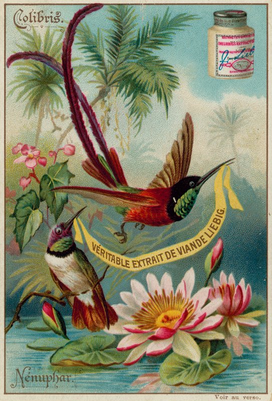 Colibris og Nenuphar av European School