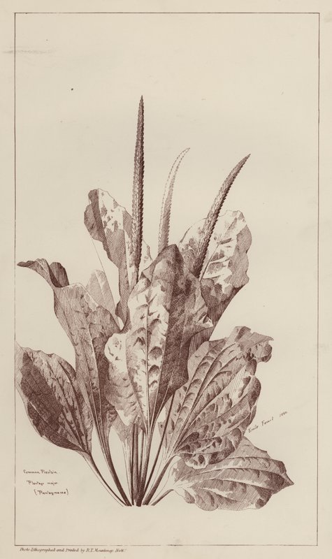 Vanlig groblad (litho) av European School