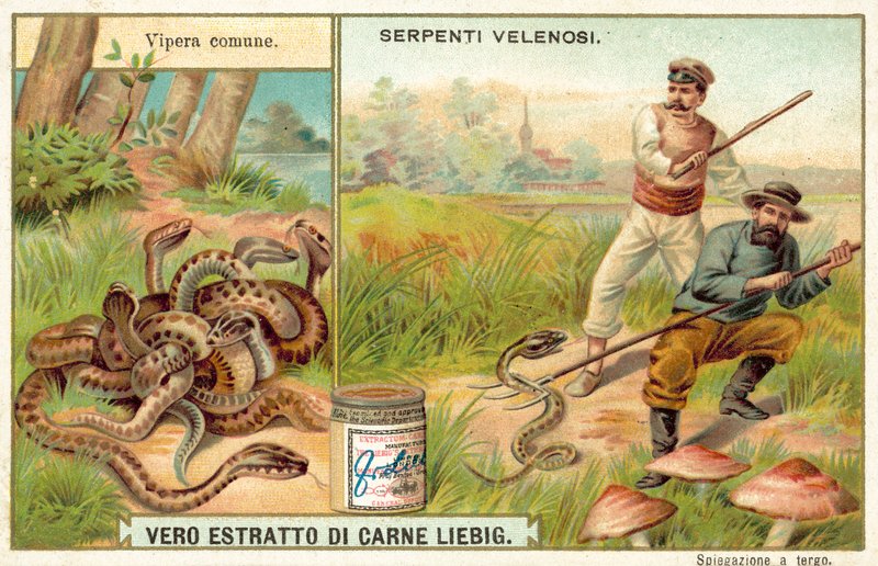 Vanlig huggorm (chromolitho) av European School