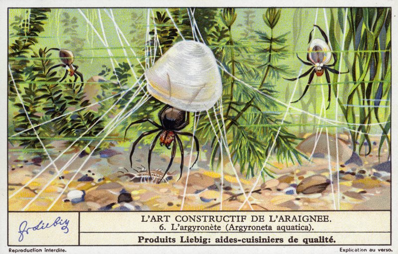 Dykkerklokkeedderkopp (Argyroneta aquatica) (chromolitho) av European School