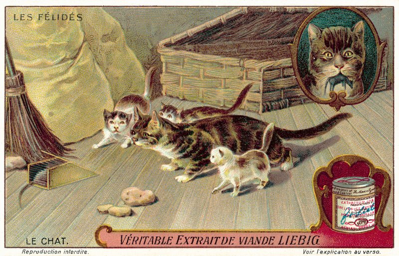 Huskatt (chromolitho) av European School