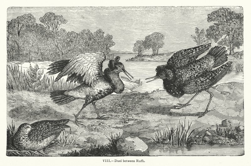 Duell mellom Ruffs (gravering) av European School