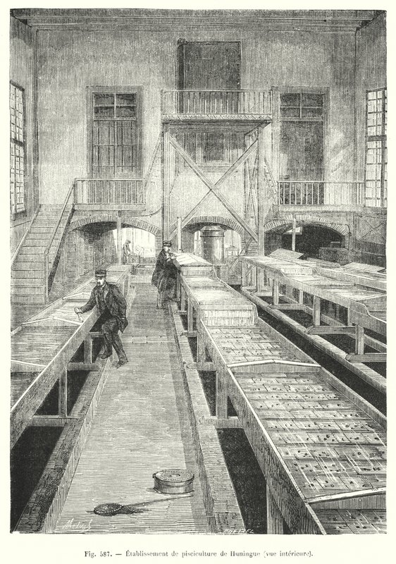 Huningue fiskefarm, innvendig utsikt. (gravering) av European School