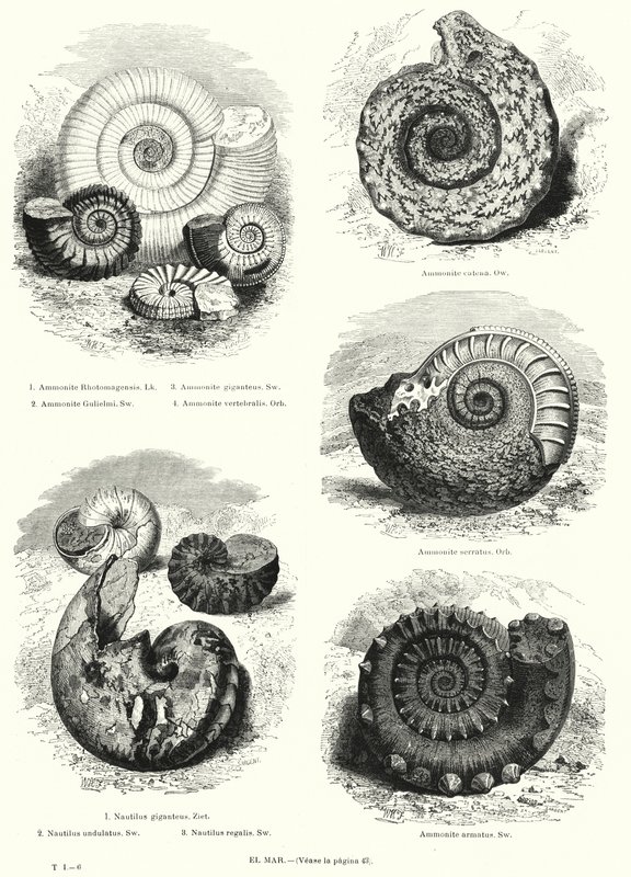 Fossiler av ammonitter og nautilus (litho) av European School