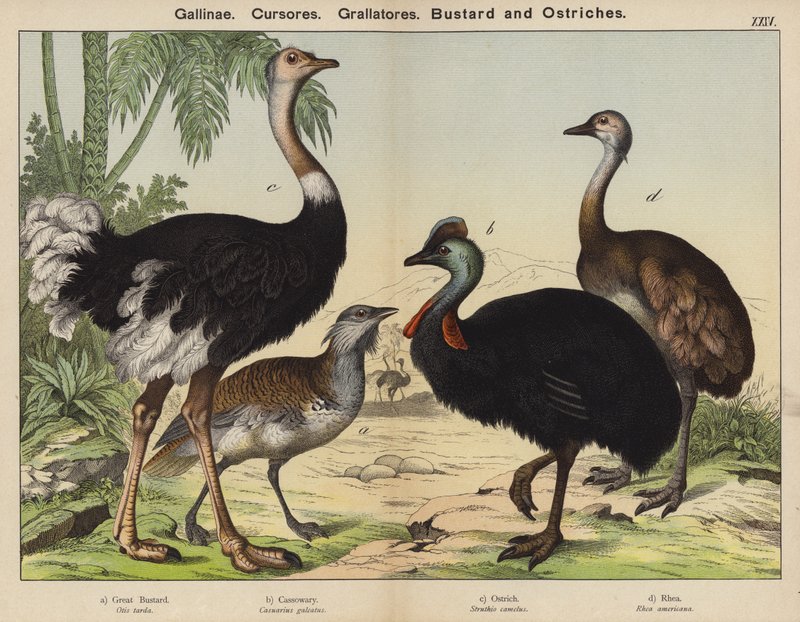 Låveløpere, Grallatorer, Bustard og Strutser (farge litho) av European School