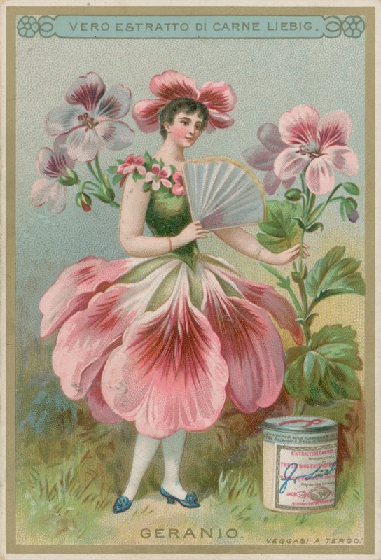 Geranium Flower Girl av European School