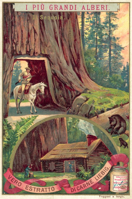 Gigantisk sequoia-tre (chromolitho) av European School