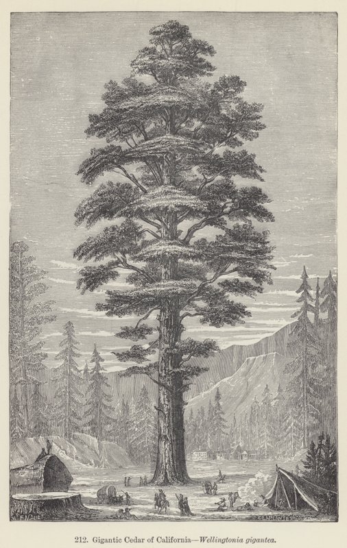 Gigantic Cedar of California, Wellingtonia gigantea (gravering) av European School
