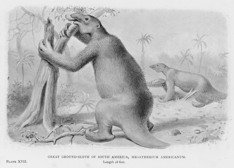 Great Ground-Sloth of South America, Megatherium Americanum (litho) av European School