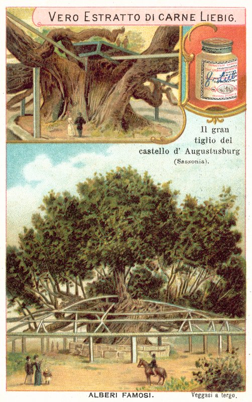 Flott lindetre på eiendommen til Augustusburg Hunting Lodge, Sachsen, Tyskland (chromolitho) av European School