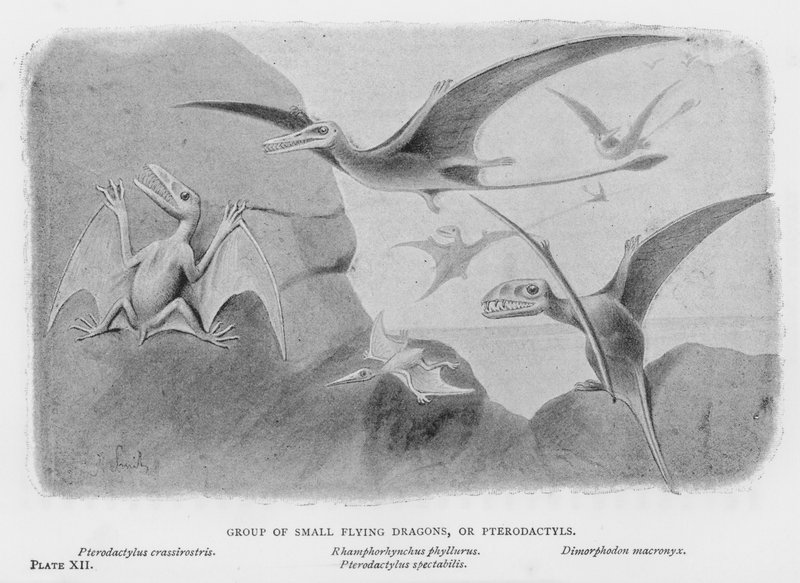 Gruppe av små flygende drager, eller Pterodactyls (litho) av European School