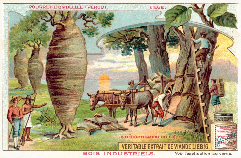 Høste bark fra trær i Peru (chromolitho) av European School