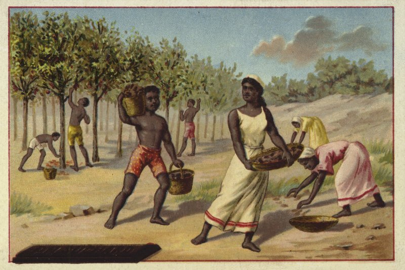Høsting av kakao, Afrika av European School