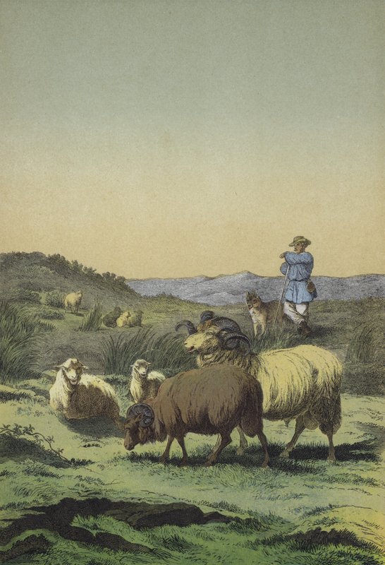 Heier i Sentral-Europa: gjeter og gjeterhund med hede- og merinosau (farge litho) av European School