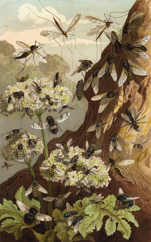 Reign of the Flies av European School