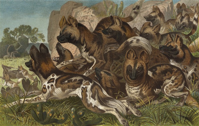 Hianenhund av European School