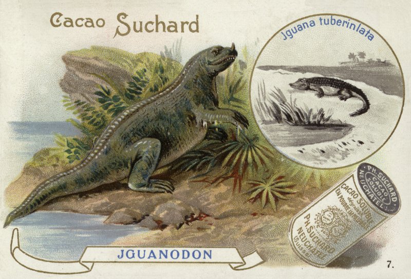 Iguanodon og Iguana Tuberculata av European School