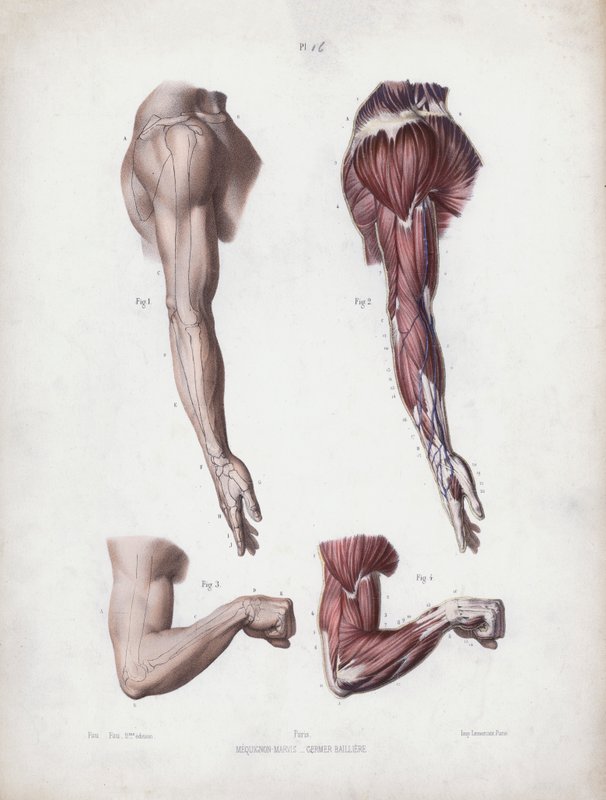 Illustrasjon for The Anatomy of the External Forms of Man: Mannlige armer og hender (farge litho) av European School