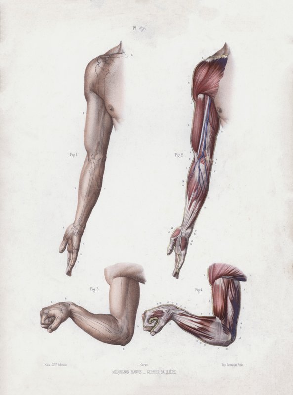 Illustrasjon for The Anatomy of the External Forms of Man: Mannlige armer og hender (farge litho) av European School