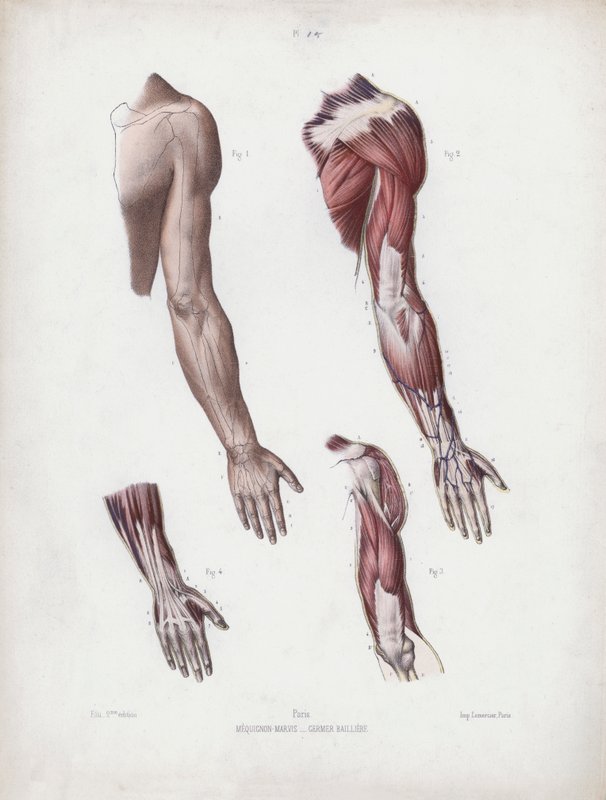 Illustrasjon for The Anatomy of the External Forms of Man: Mannlige armer og hender av European School