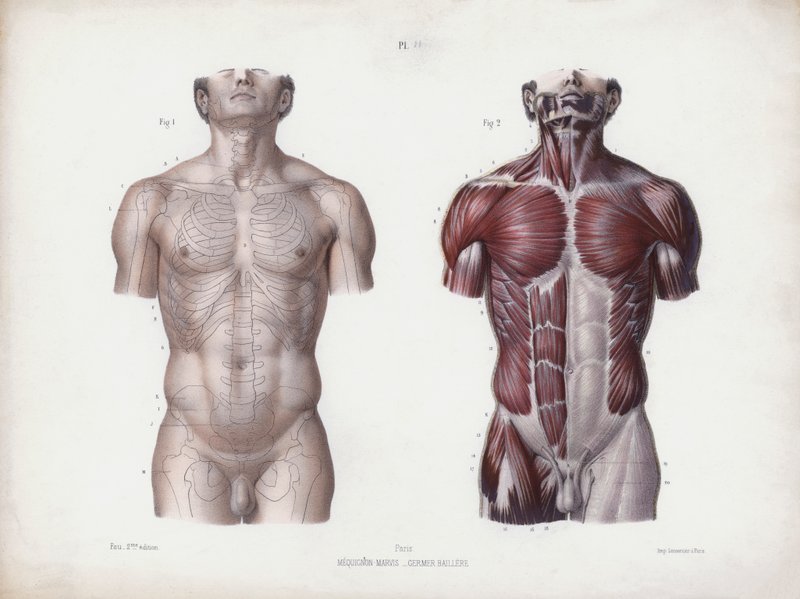 Illustrasjon for The Anatomy of the External Forms of Man: Mannlig torso, sett forfra (farge litho) av European School