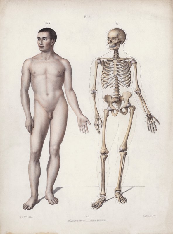 Illustrasjon for The Anatomy of the External Forms of Man: Man standing (color litho) av European School