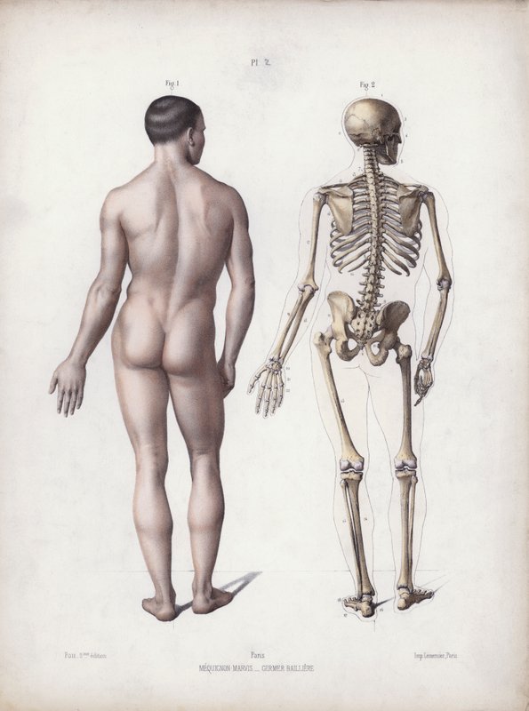 Illustrasjon for The Anatomy of the External Forms of Man: Mann stående, bakfra (farge litho) av European School